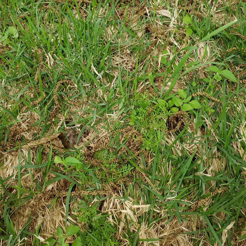 Top-rated landscape design experts serving San Angelo, TX - Scherz Landscape