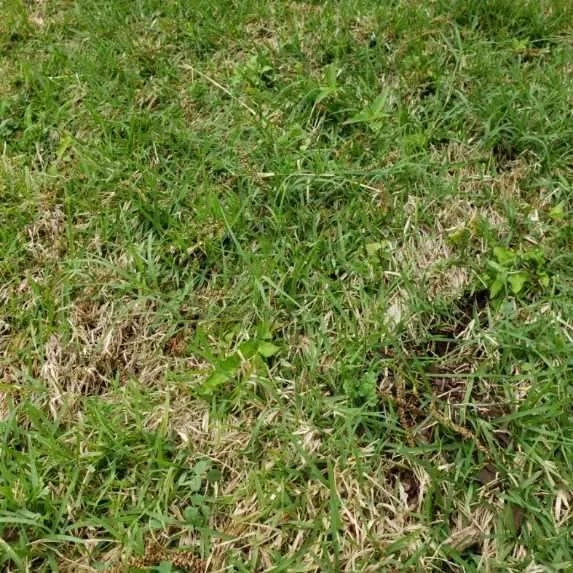 Reliable landscape installation in San Angelo, TX - Scherz Landscape