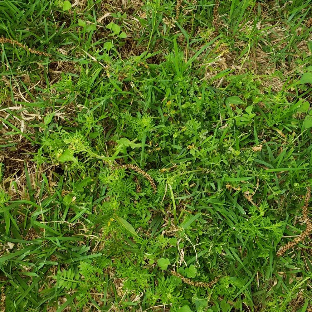 Trusted landscape installation for outdoor upgrades across San Angelo, TX - Scherz Landscape