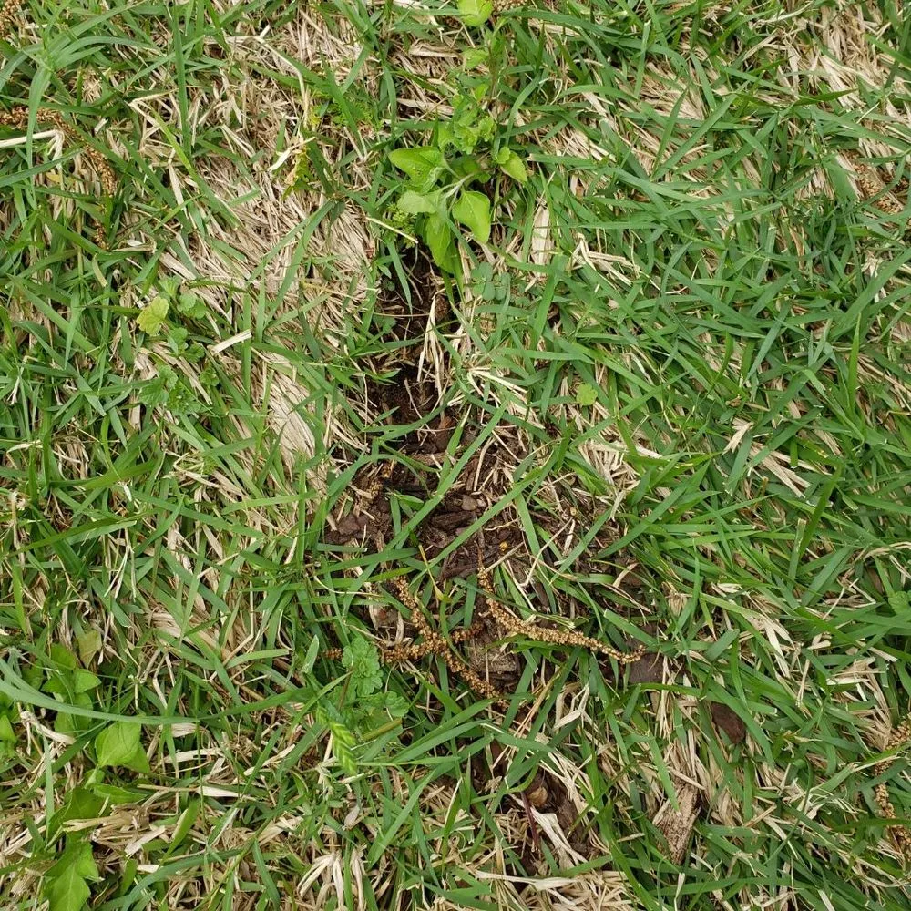 Reliable landscaping services with custom design in San Angelo, TX by Scherz Landscape