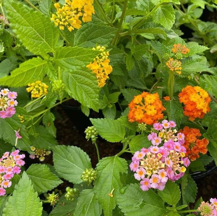 Reliable landscaping services for outdoor upgrades across San Angelo, TX - Scherz Landscape