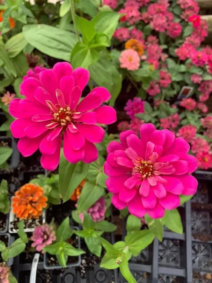 Custom lawn care service experts serving San Angelo, TX - Scherz Landscape