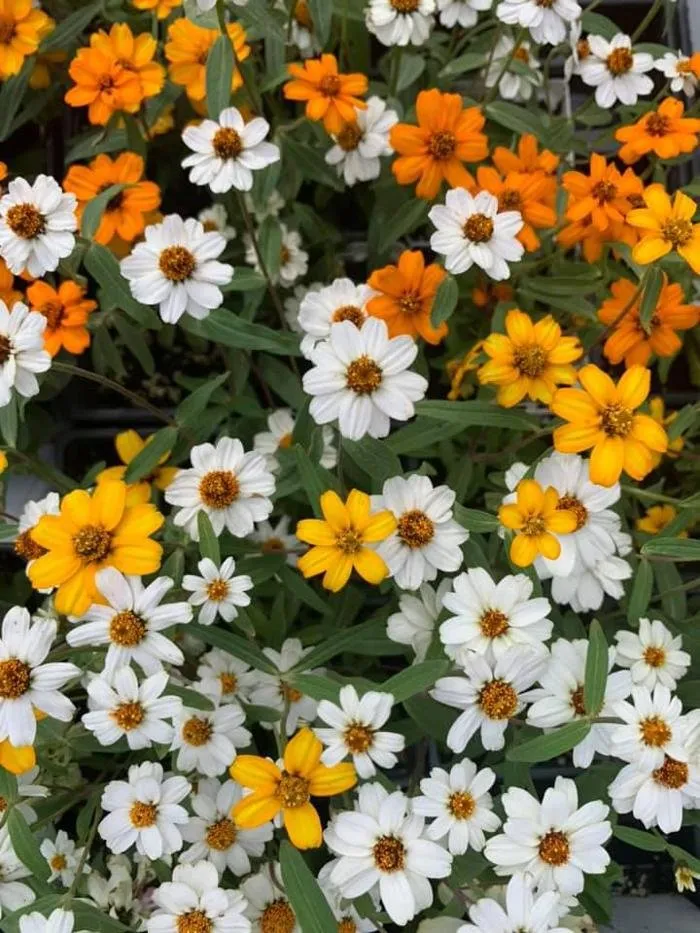 Local landscape design for outdoor upgrades in San Angelo, TX by Scherz Landscape