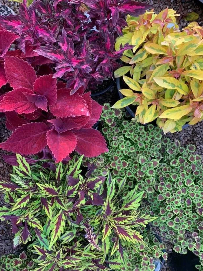 Trusted yard cleanup service experts serving San Angelo, TX - Scherz Landscape