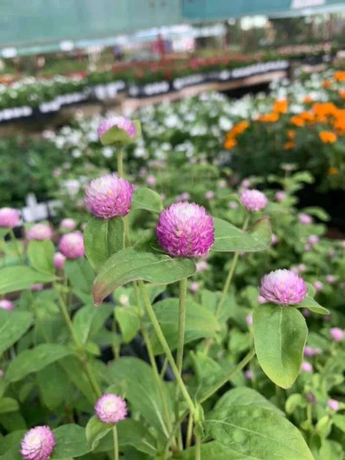 Local landscape installation experts serving San Angelo, TX - Scherz Landscape