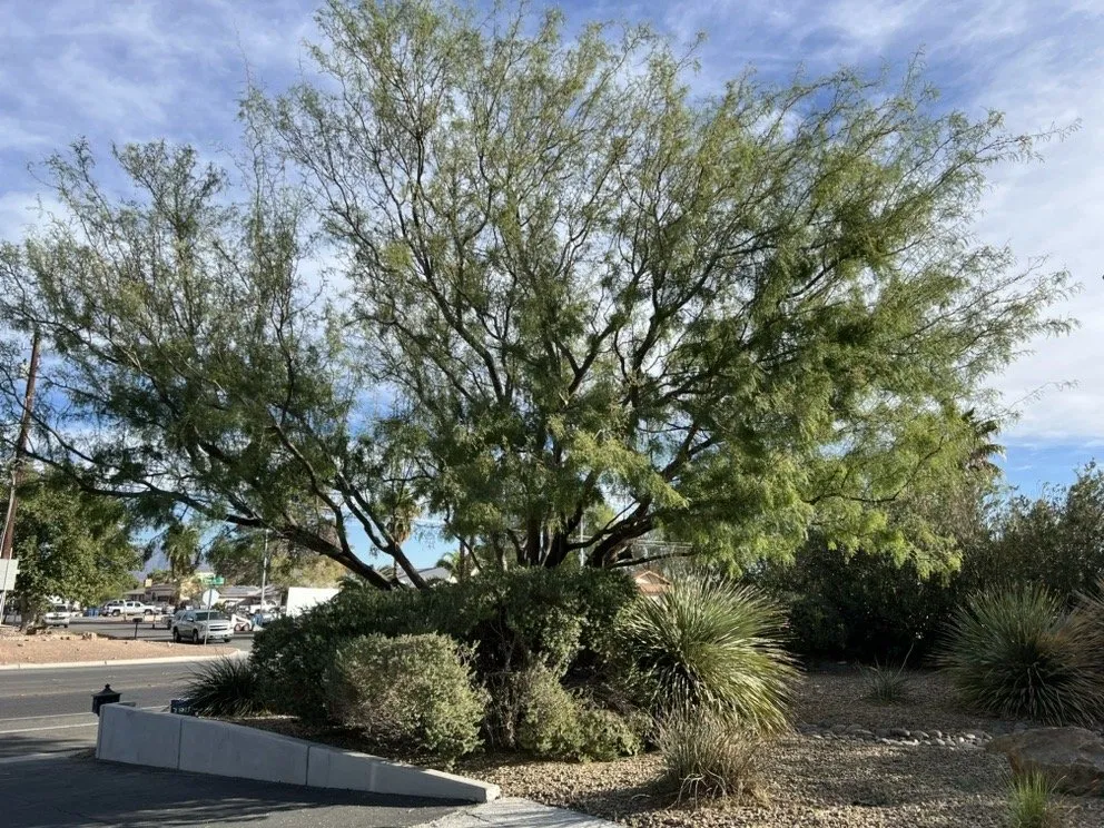 Local lawn mowing service in Las Vegas, NV by Schilling Horticulture Group