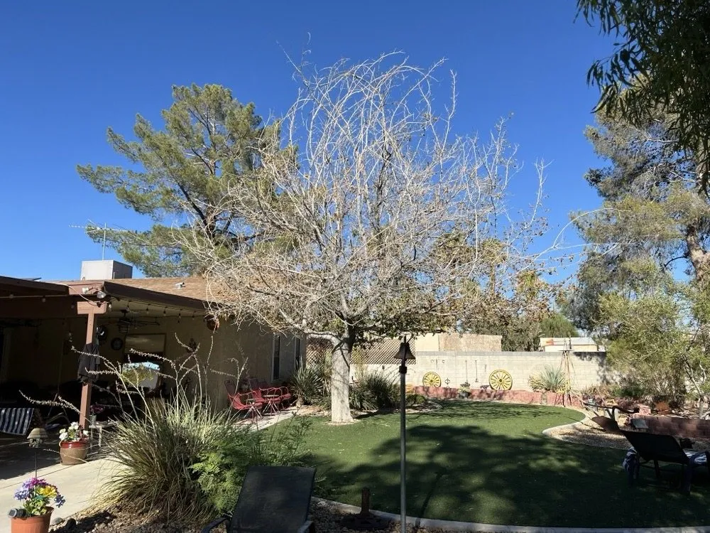 Expert outdoor landscaping in Las Vegas, NV - Schilling Horticulture Group