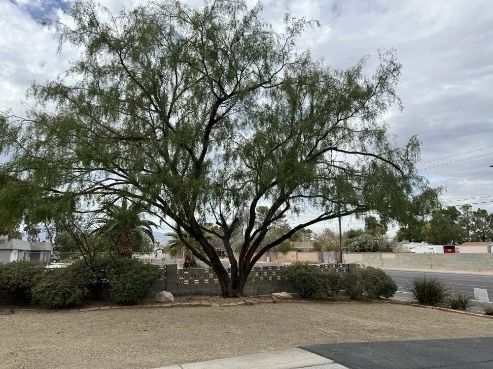 Expert residential landscaping in Las Vegas, NV by Schilling Horticulture Group