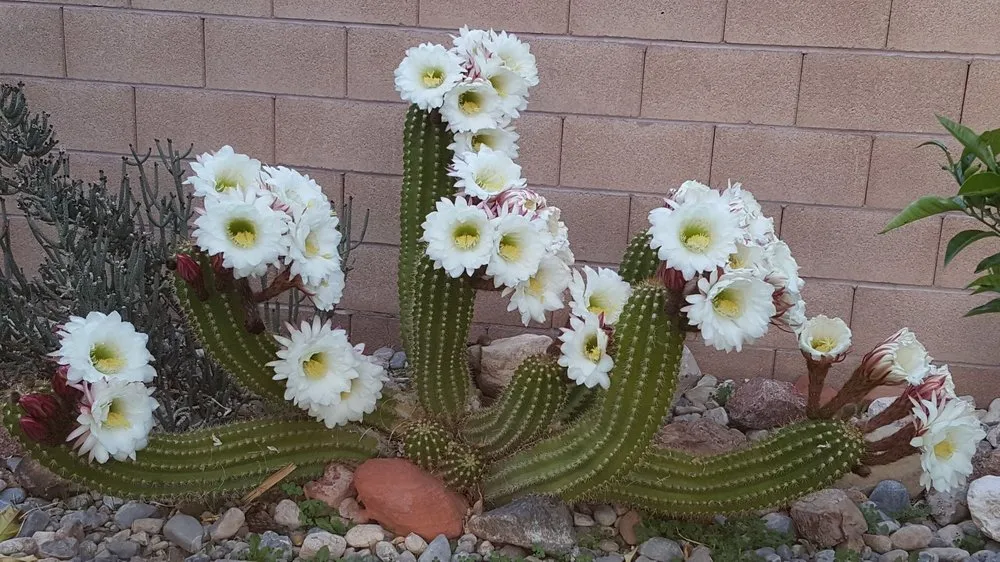 Expert lawn care service in Las Vegas, NV - Schilling Horticulture Group