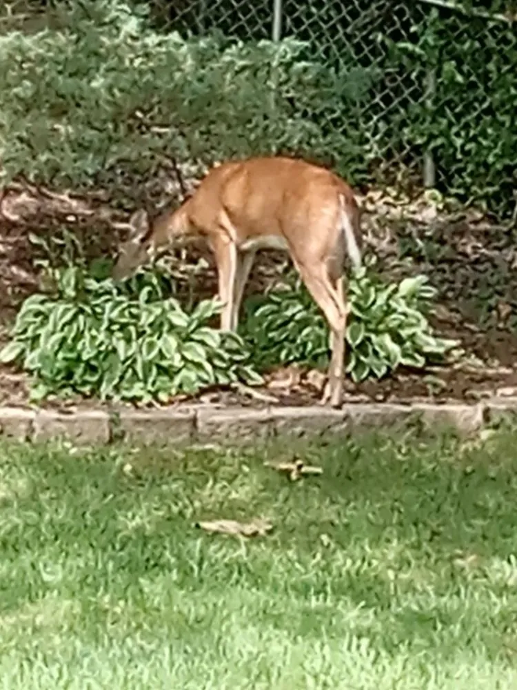 Affordable landscape design experts serving St. Louis, MO - Schindler Handyman