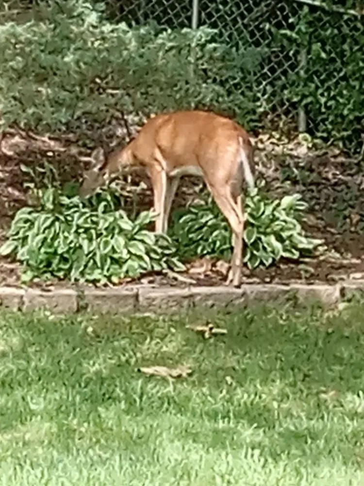 Custom lawn mowing service in St. Louis, MO by Schindler Lawn Handyman & Power washing