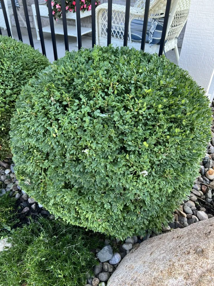 Top-rated yard cleanup service for year-round maintenance across Des Moines, IA - SchladerScapes