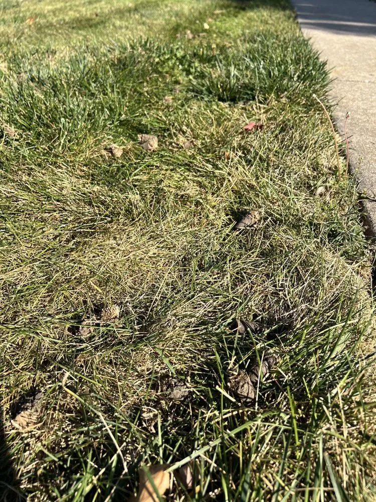 Affordable landscape installation for year-round maintenance in Des Moines, IA by SchladerScapes