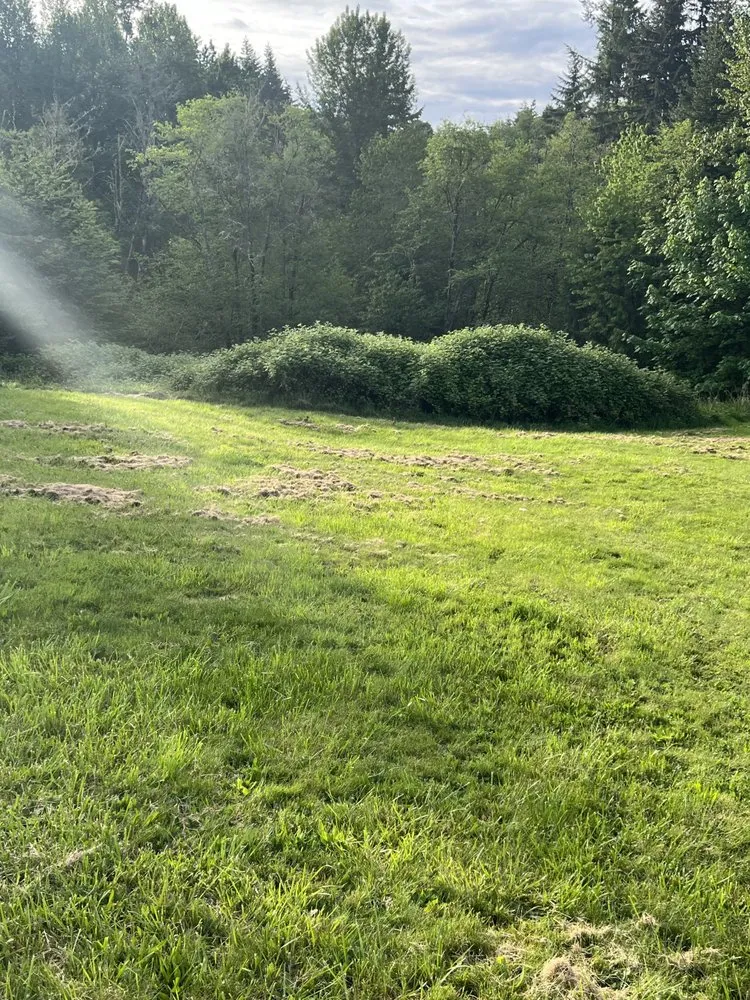 Professional yard cleanup service experts serving Woodland, WA - Schlappi Construction