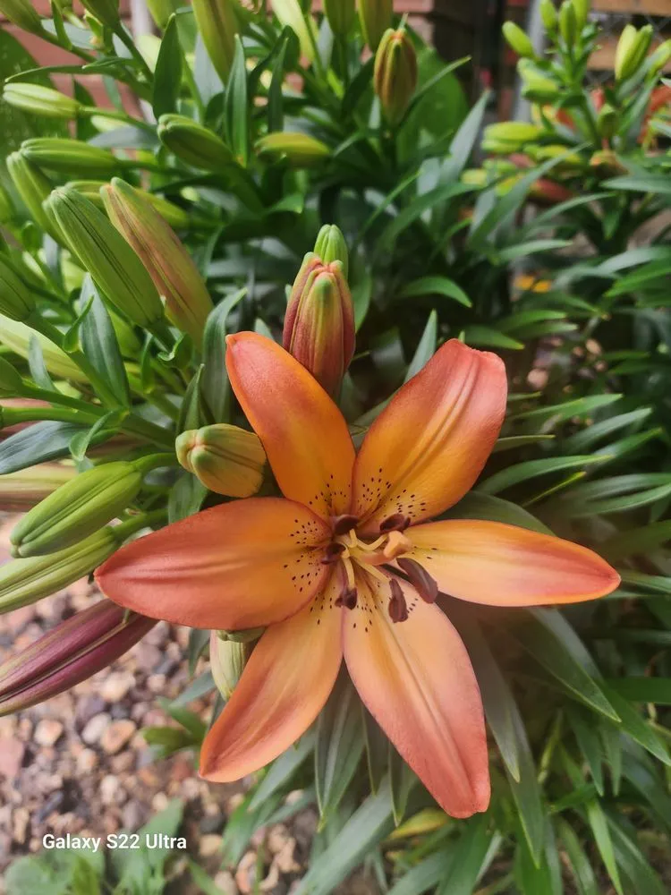 Local outdoor landscaping in Lewistown, PA by Schlegel's Lawn & Garden