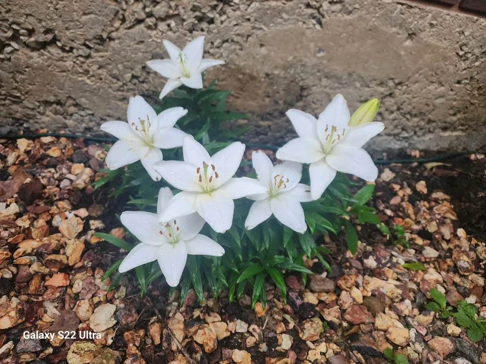 Custom lawn care service for homes across Lewistown, PA - Schlegel's Lawn & Garden