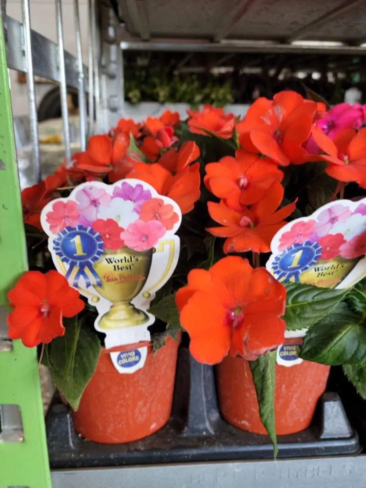 Affordable lawn mowing service with custom design in Maryland Heights, MO by Schmittel's Nursery