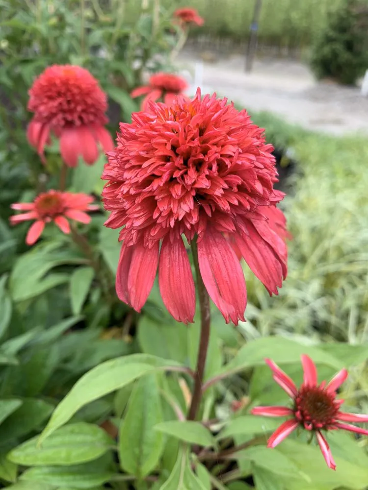 Affordable landscape design in Maryland Heights, MO by Schmittel's Nursery