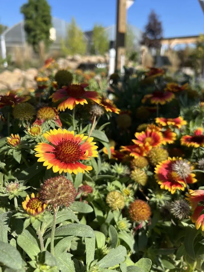 Affordable lawn mowing service in Maryland Heights, MO - Schmittel's Nursery