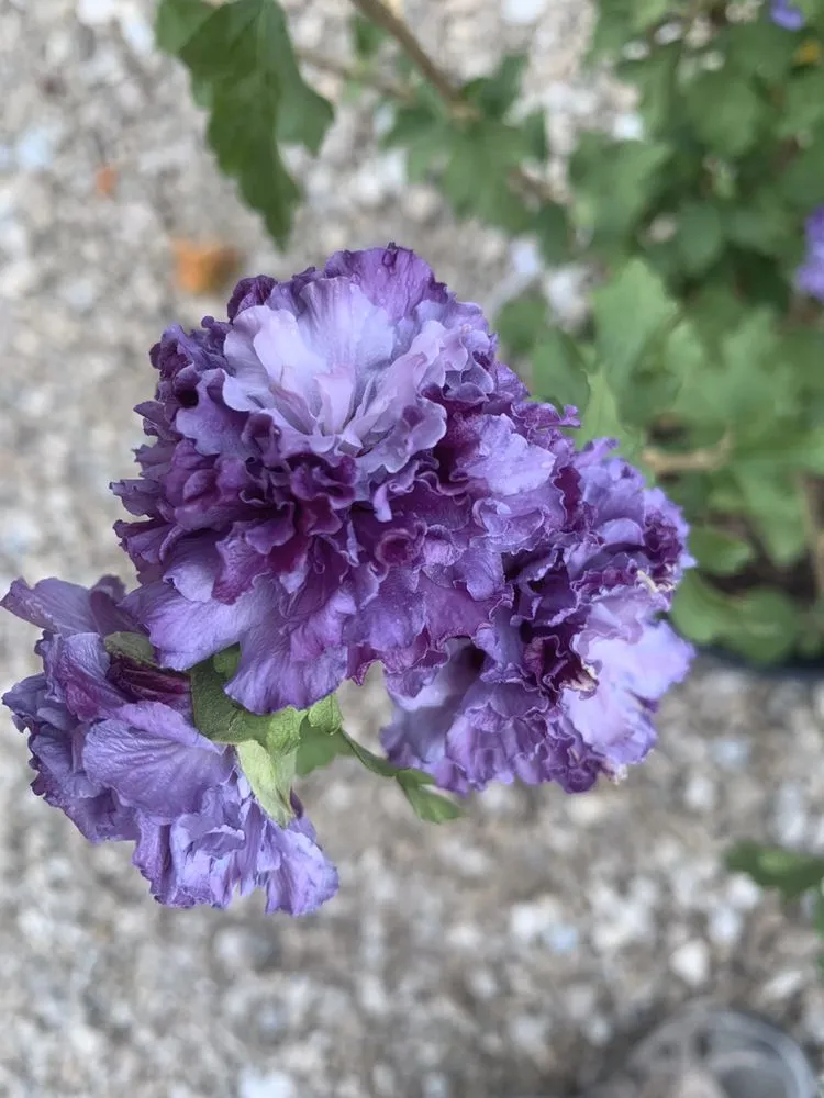 Expert landscape installation for year-round maintenance in Maryland Heights, MO by Schmittel's Nursery