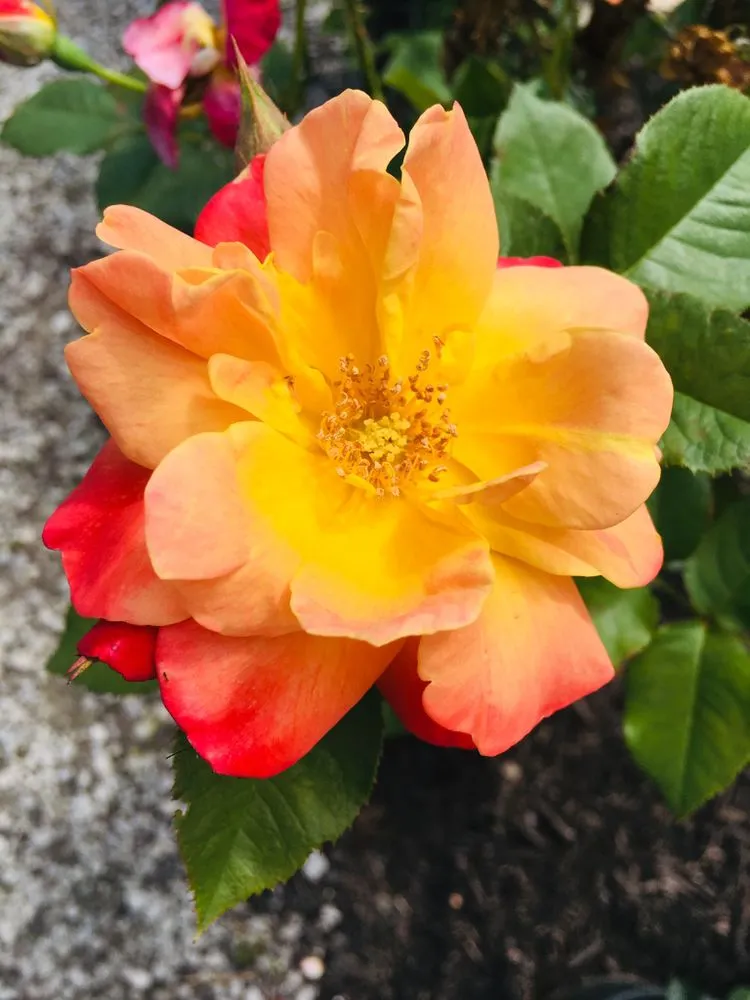 Affordable garden landscaping for outdoor upgrades across Maryland Heights, MO - Schmittel's Nursery