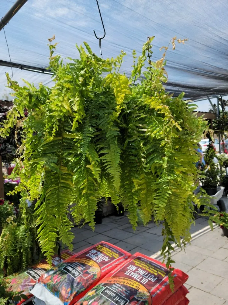 Professional landscape installation for residential properties across Maryland Heights, MO - Schmittel's Nursery