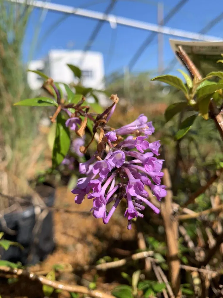 Reliable lawn care service experts serving Maryland Heights, MO - Schmittel's Nursery