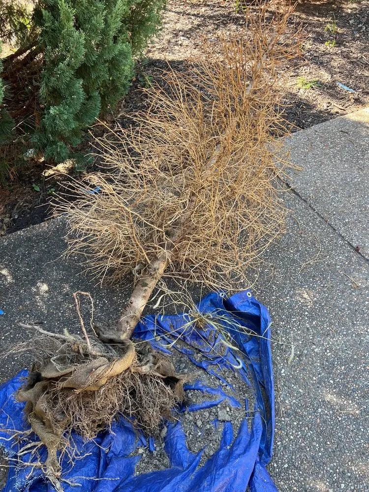 Local garden landscaping experts serving Maryland Heights, MO - Schmittel's Nursery