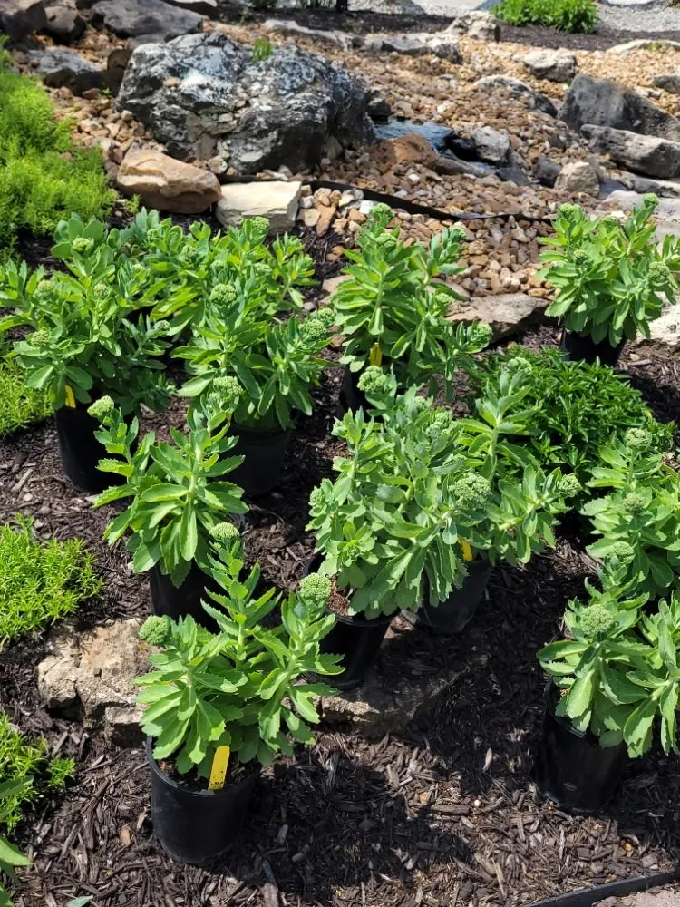 Expert landscape design in Maryland Heights, MO by Schmittel's Nursery