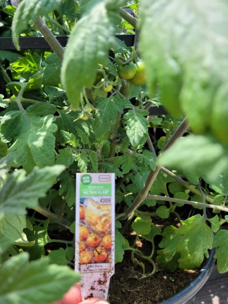 Local yard maintenance in Maryland Heights, MO - Schmittel's Nursery