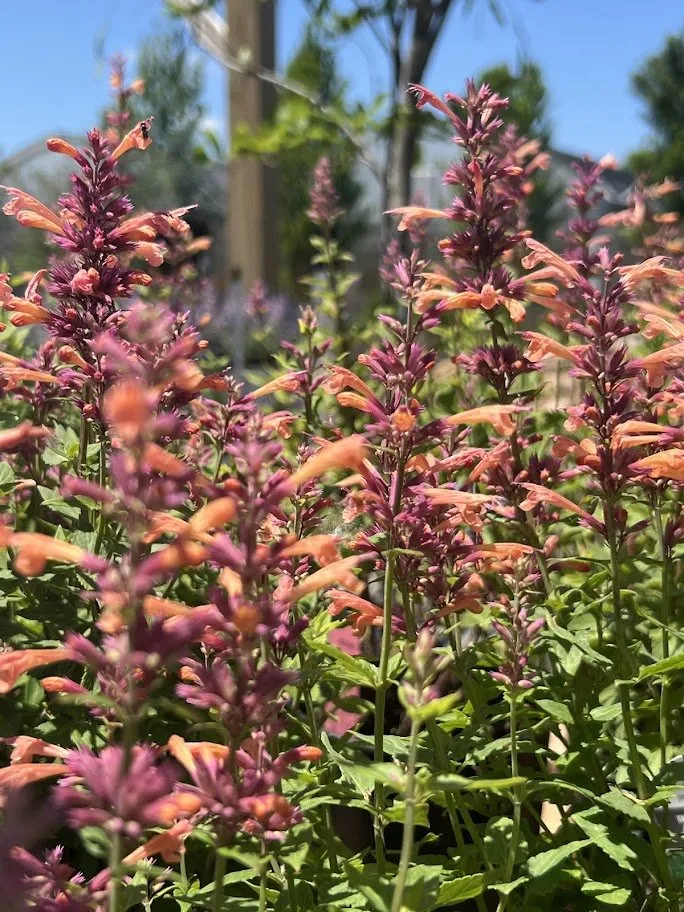 Expert lawn care service experts serving Maryland Heights, MO - Schmittel's Nursery