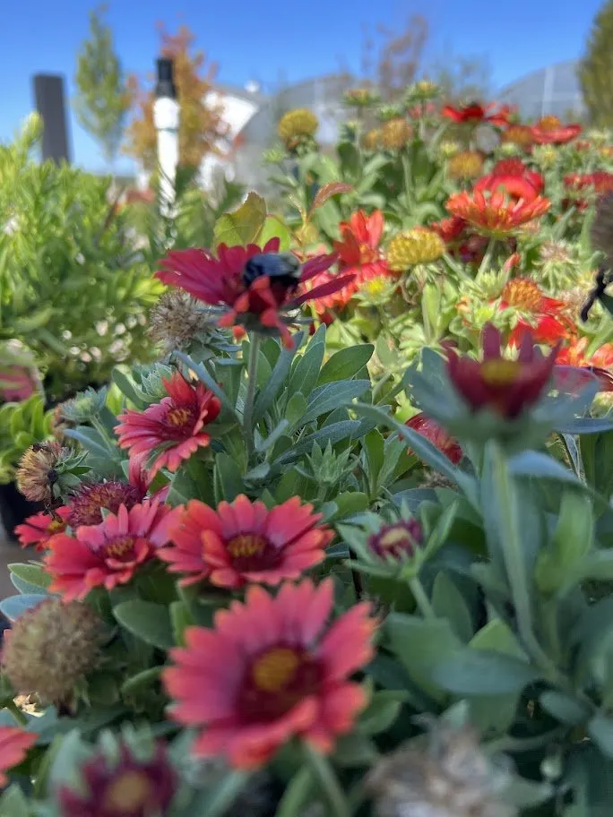 Professional lawn mowing service near you in Maryland Heights, MO by Schmittel's Nursery