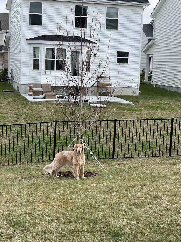 Reliable outdoor landscaping for beautiful yards in Maryland Heights, MO by Schmittel's Nursery