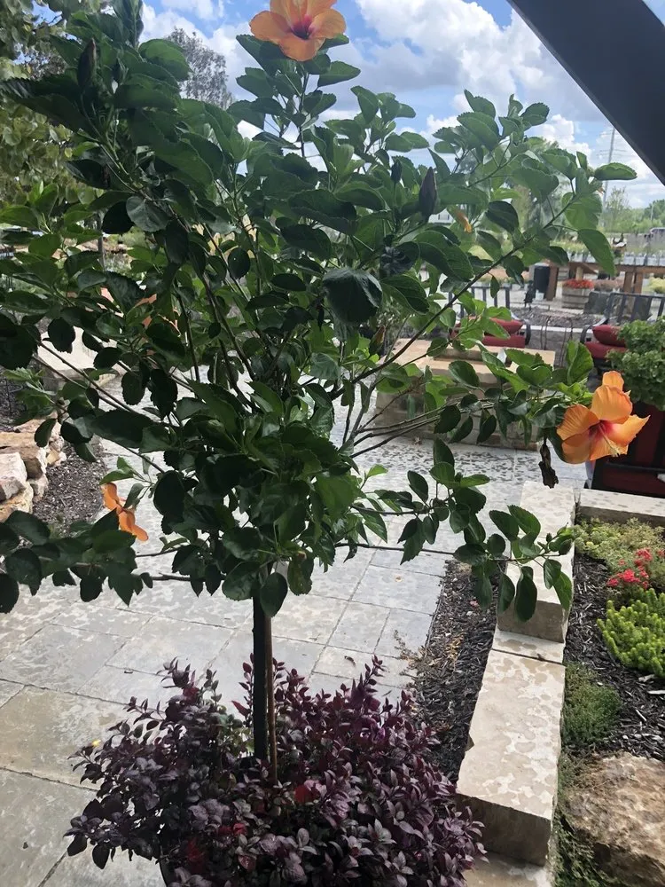 Local yard maintenance for outdoor upgrades across Maryland Heights, MO - Schmittel's Nursery