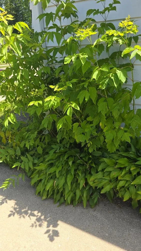 Expert lawn mowing service with custom design across Racine, WI - Schmonk Wash