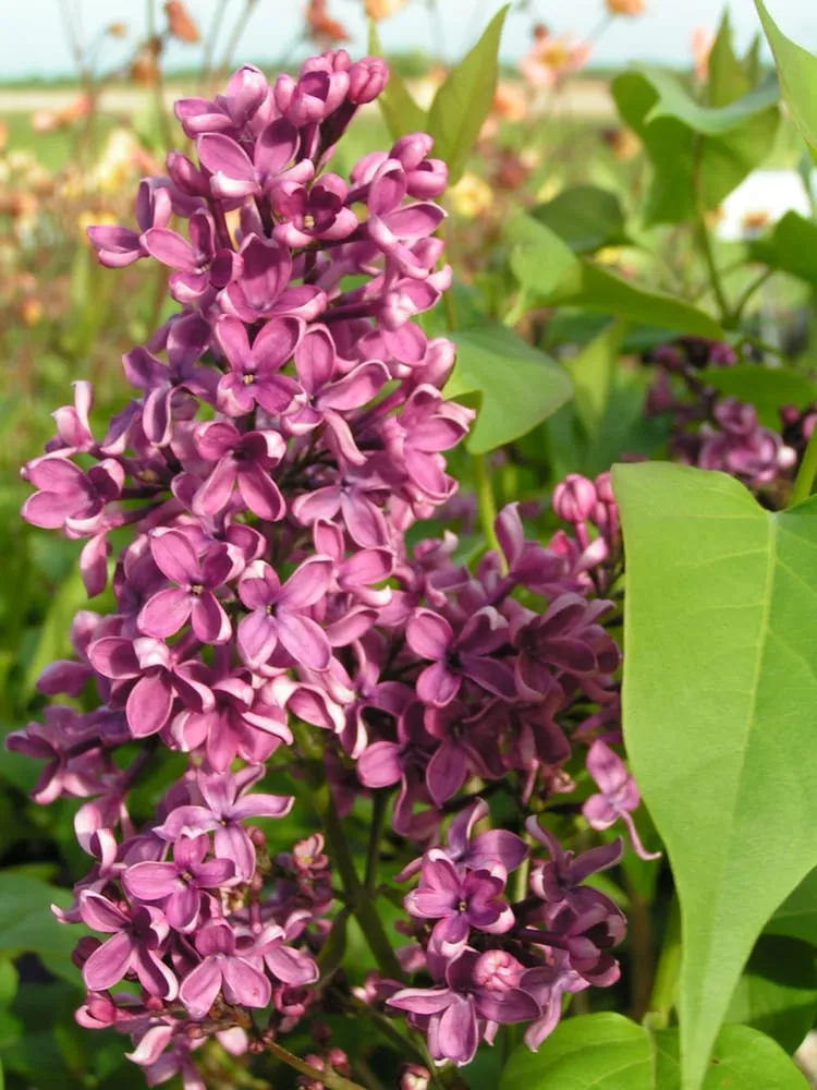 Reliable outdoor landscaping in Sun Prairie, WI by Schönheit Gardens