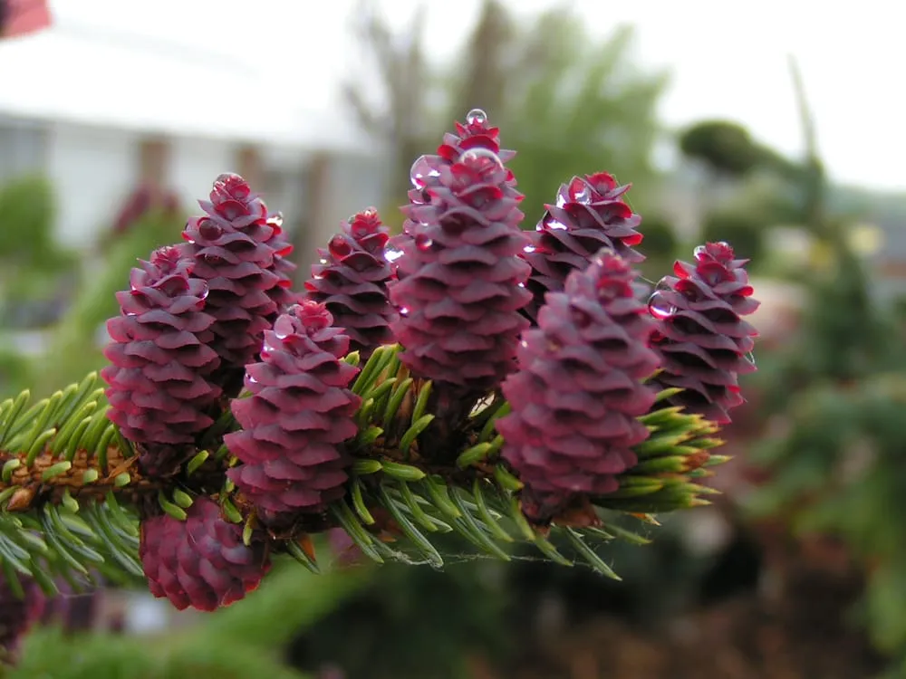 Custom landscape installation with custom design across Sun Prairie, WI - Schönheit Gardens