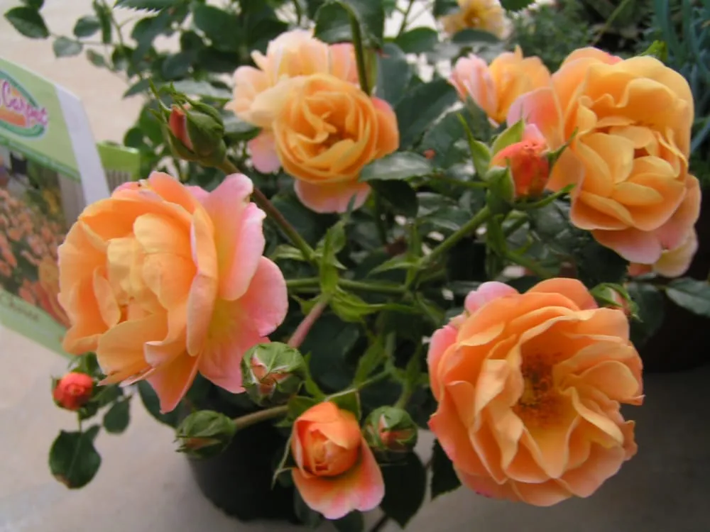 Custom landscaping services in Sun Prairie, WI - Schönheit Gardens