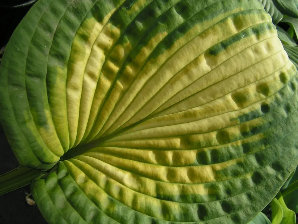 Reliable yard maintenance near you across Sun Prairie, WI - Schönheit Gardens