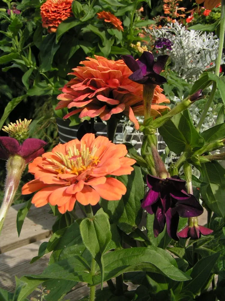 Affordable yard maintenance in Sun Prairie, WI - Schönheit Gardens