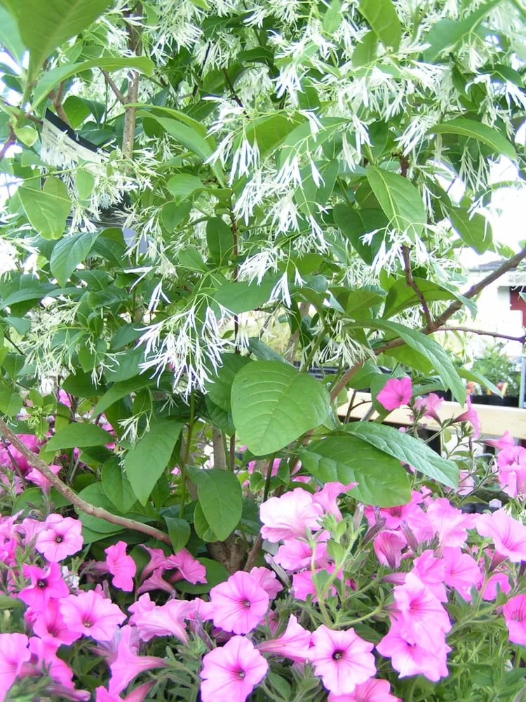 Professional landscape installation for homes in Sun Prairie, WI by Schönheit Gardens