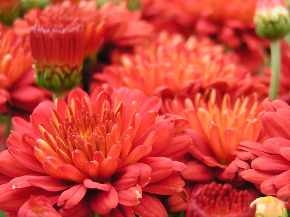 Reliable landscape installation in Sun Prairie, WI by Schönheit Gardens