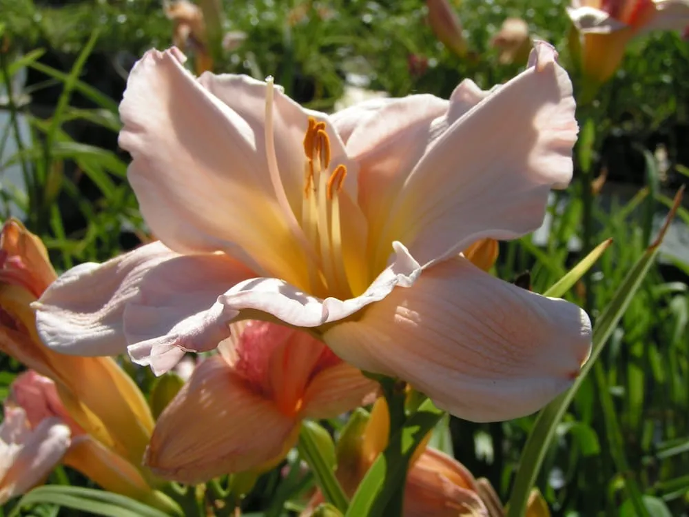 Trusted yard maintenance in Sun Prairie, WI - Schönheit Gardens