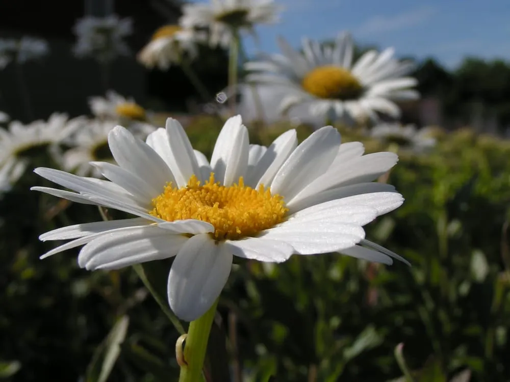 Custom landscape installation in Sun Prairie, WI - Schönheit Gardens