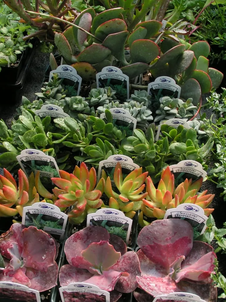 Custom yard maintenance in Sun Prairie, WI - Schönheit Gardens