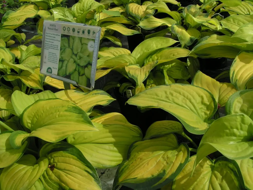 Professional landscape design for outdoor upgrades across Sun Prairie, WI - Schönheit Gardens