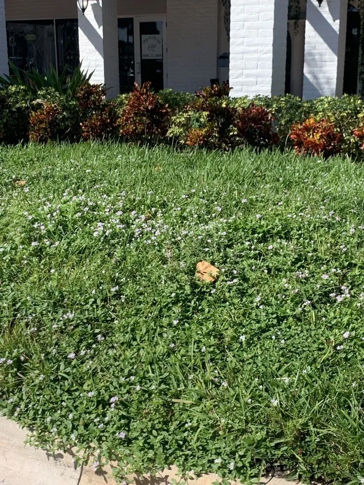 Affordable garden landscaping experts serving Jupiter, FL - Schoen Property Specialist