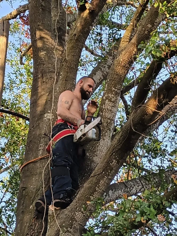 Top-rated yard cleanup service for year-round maintenance in Valrico, FL by Schofields Land Management