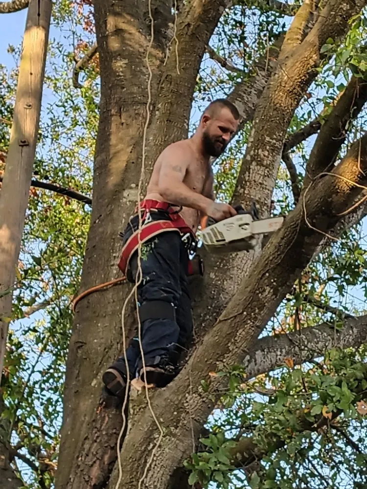 Reliable yard cleanup service for homes across Valrico, FL - Schofields Land Management