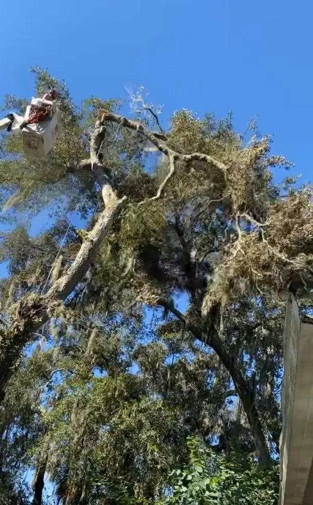 Local residential landscaping for year-round maintenance across Valrico, FL - Schofields Land Management